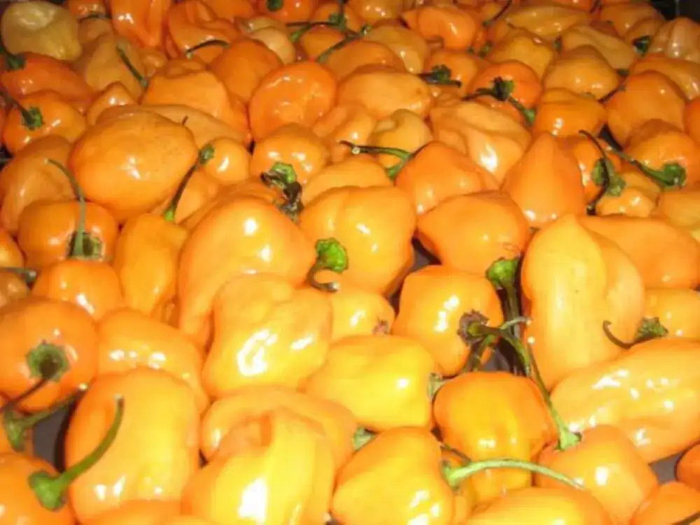 cabe gendot